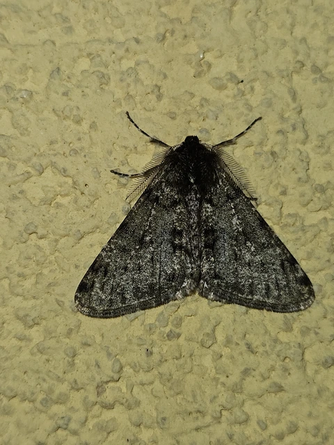Apocheima pilosaria - zöldes tavasziaraszoló