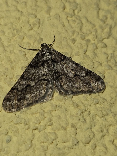 Agriopis leucophaearia - tölgy-tavasziaraszoló