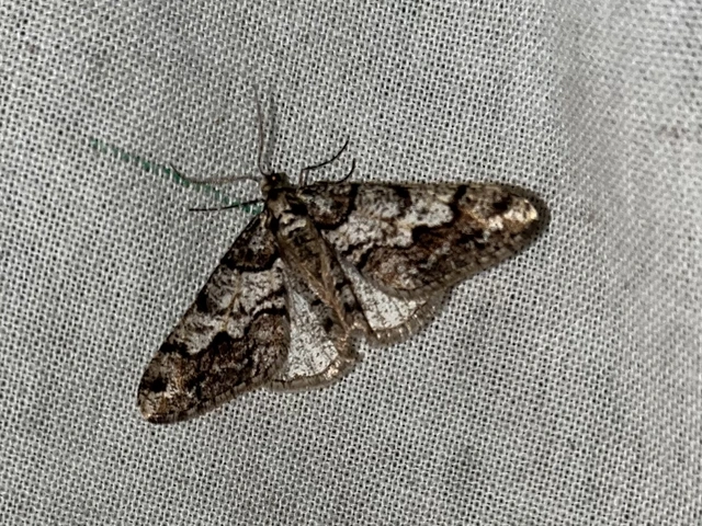 Agriopis leucophaearia - tölgy-tavasziaraszoló