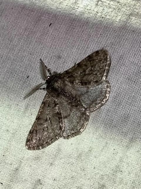 Apocheima pilosaria - zöldes tavasziaraszoló