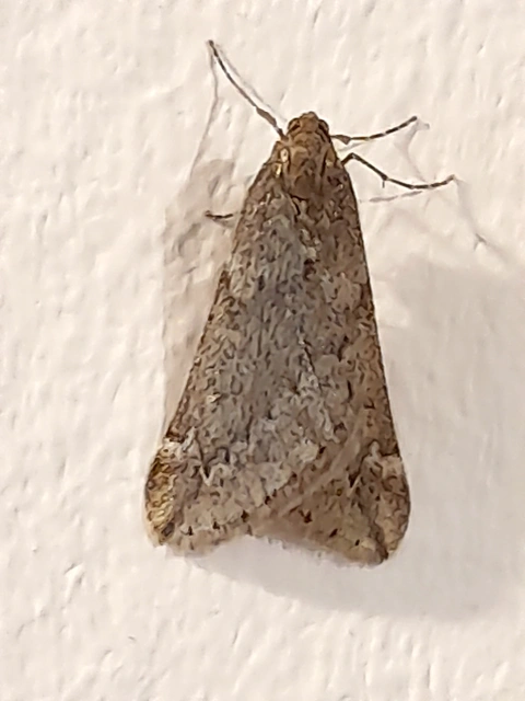 Alsophila aescularia - vadgesztenye-araszoló