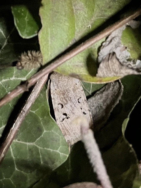 Conistra rubiginosa - szürke télibagoly