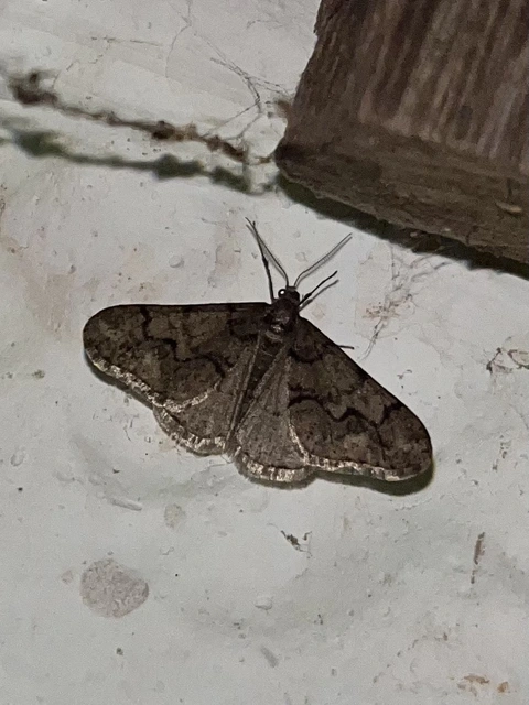 Agriopis leucophaearia - tölgy-tavasziaraszoló