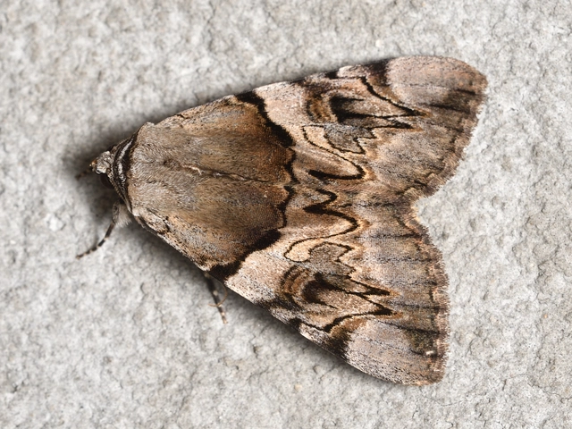 Catocala fulminea - galagonya-övesbagoly