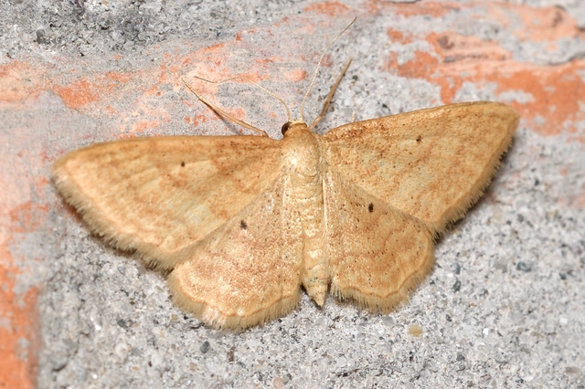 Idaea rufaria - vörhenyes sávosaraszoló