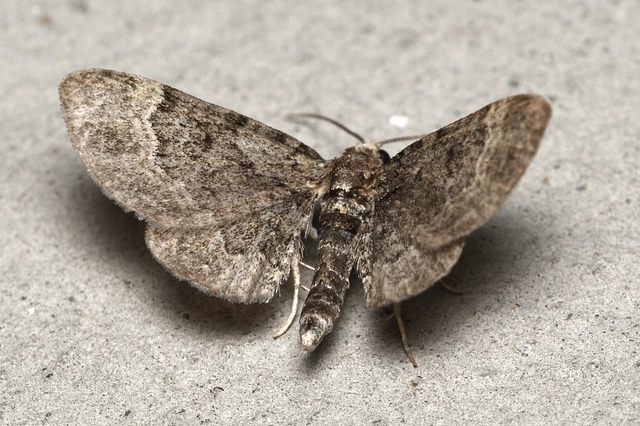 Pasiphila chloerata - hamvas törpearaszoló