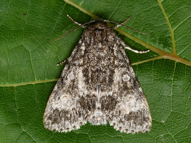 Acronicta megacephala - nagyfejű szigonyosbagoly
