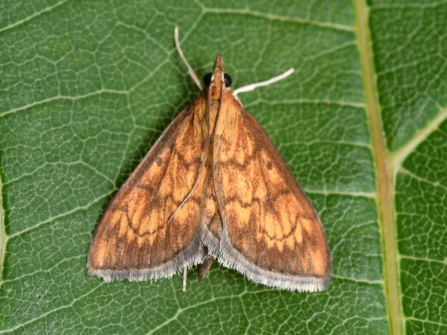 Ecpyrrhorrhoe rubiginalis - rozsdavörös tűzmoly