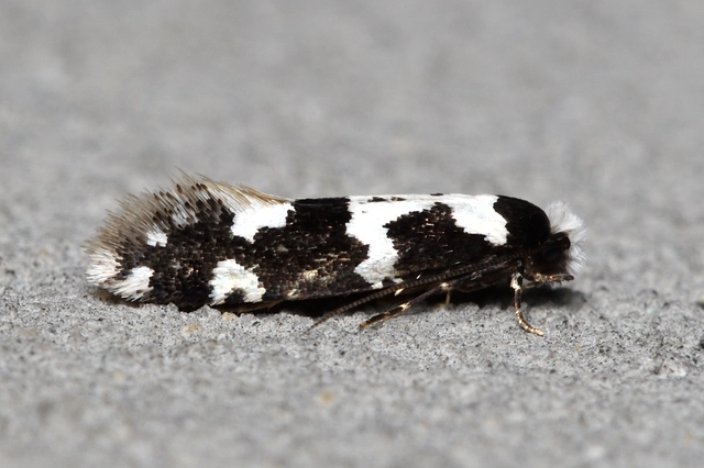 Neurothaumasia ankerella - magyarmoly