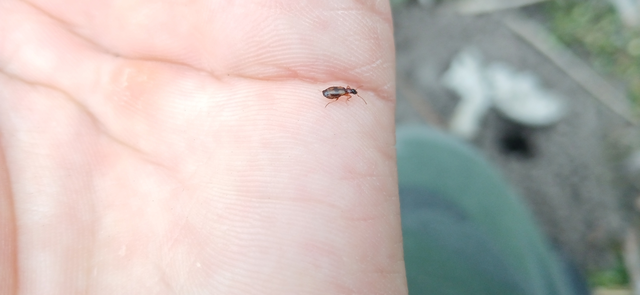 Philorhizus notatus - sárgavállú kéregfutó