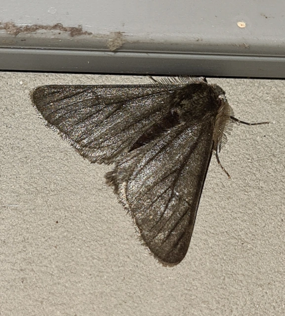 Apocheima pilosaria - zöldes tavasziaraszoló