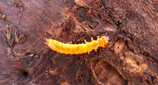 Pyrochroa