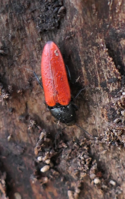 Ampedus