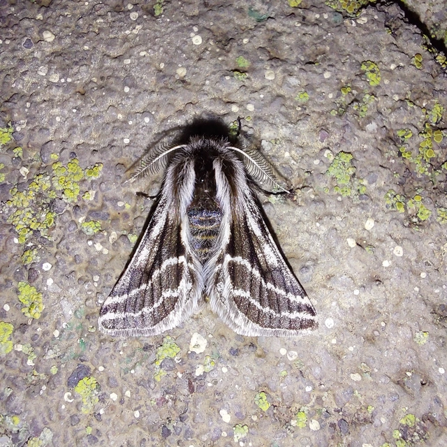Lycia zonaria - öves tavasziaraszoló