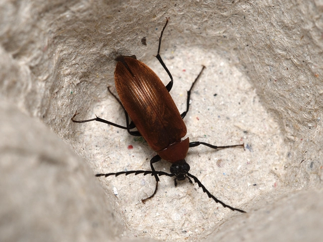 Pseudocistela ceramboides - narancssárga alkonybogár