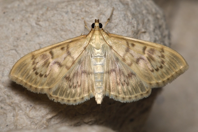 Patania ruralis - csalánevő tűzmoly