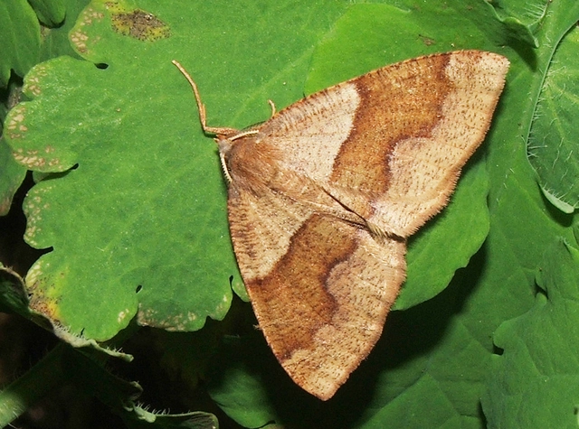 Plagodis pulveraria - szemcsés araszoló