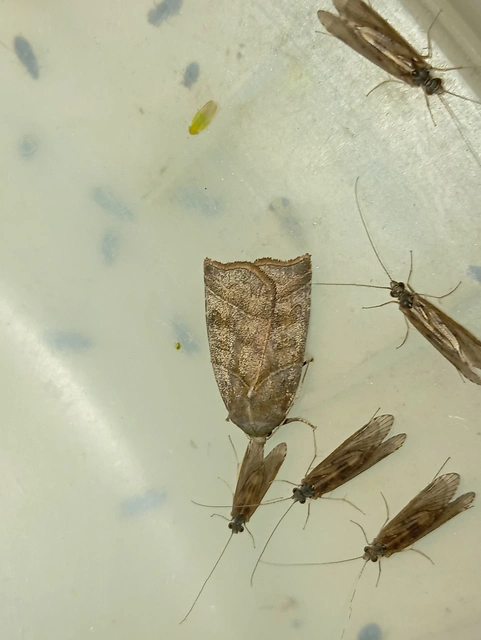 Ipimorpha retusa - sarlós fűzbagoly