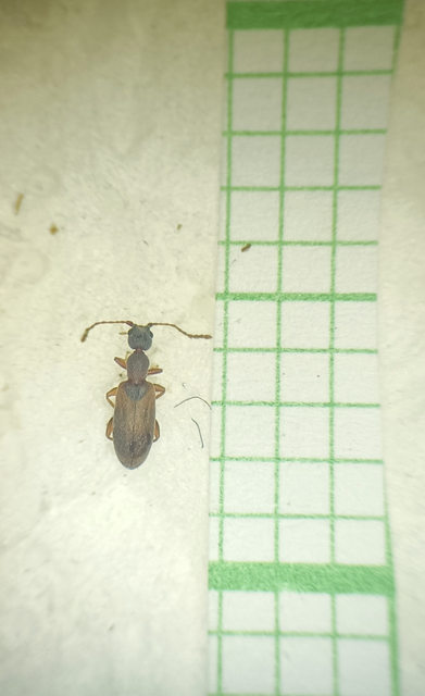 Endomia tenuicollis - keskenynyakú fürgebogár