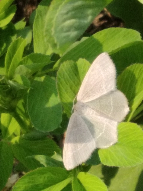 Chlorissa viridata/cloraria