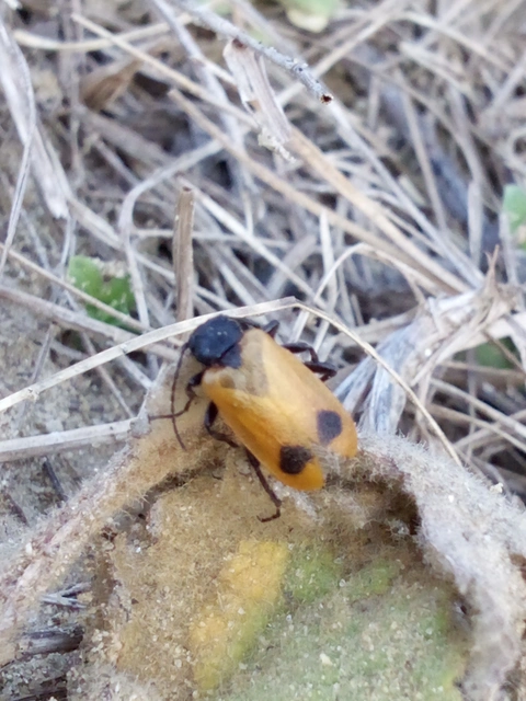 Apalus bimaculatus - kétfoltos élősdibogár