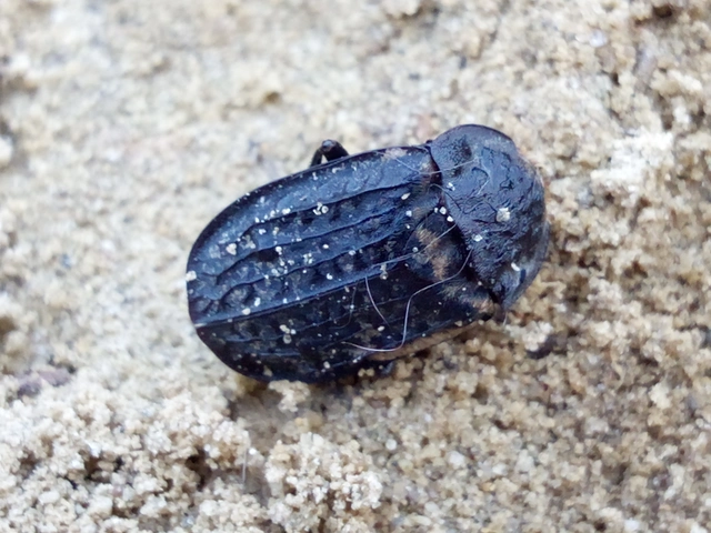 Thanatophilus rugosus - ripacsos dögbogár