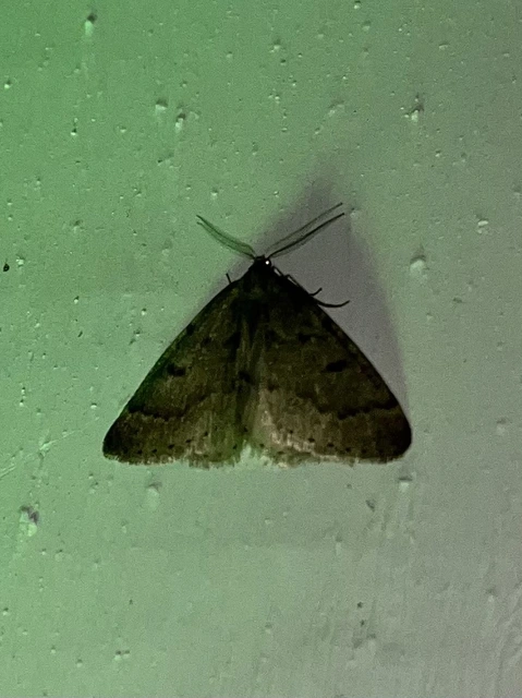 Theria rupicapraria - tavaszi kökényaraszoló