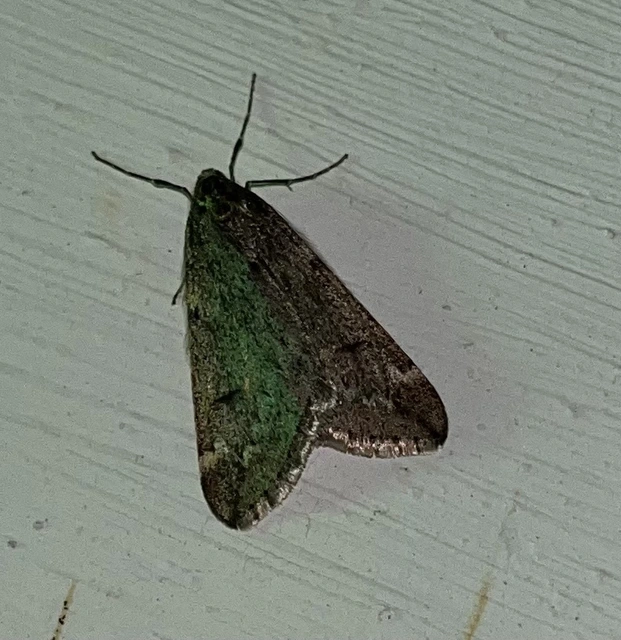 Alsophila aescularia - vadgesztenye-araszoló