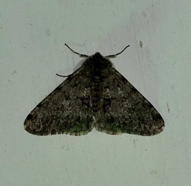 Apocheima pilosaria - zöldes tavasziaraszoló