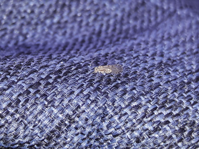 Psocoptera - Fürgetetvek