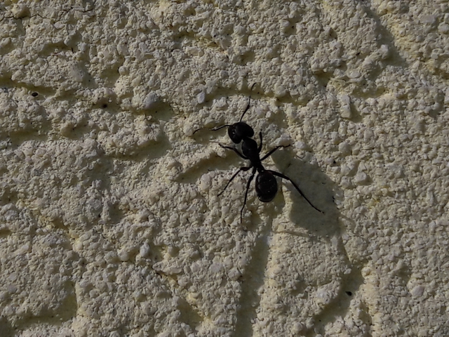 Camponotus vagus - fekete lóhangya