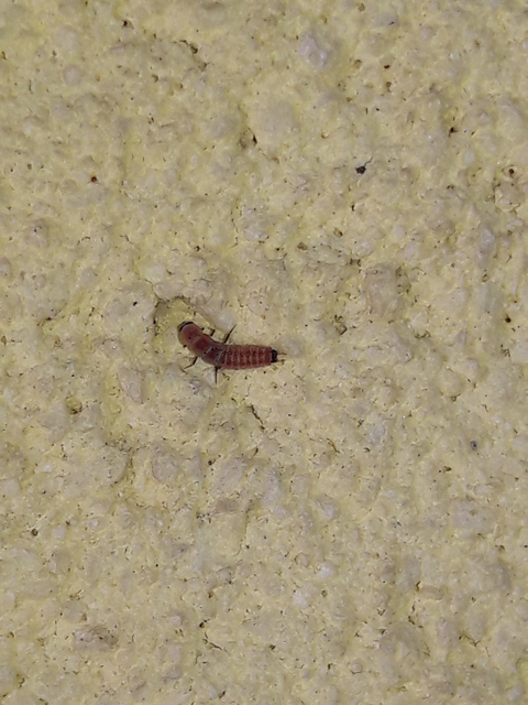 Melyridae - sziklaibogár-félék
