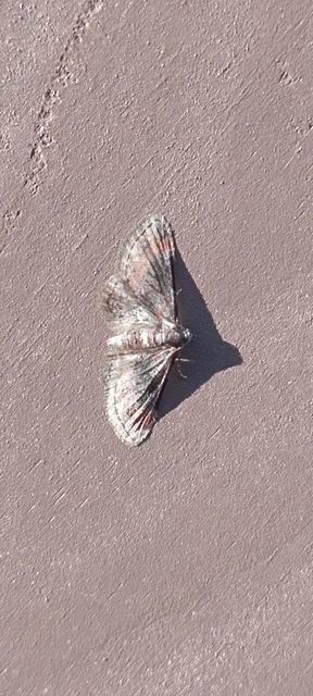 Gymnoscelis rufifasciata - vöröscsíkos törpearaszoló