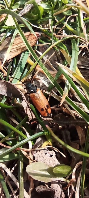 Apalus bimaculatus - kétfoltos élősdibogár