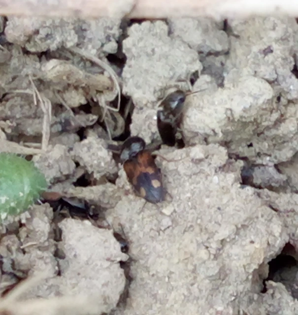 Drasterius bimaculatus - változékony pattanó