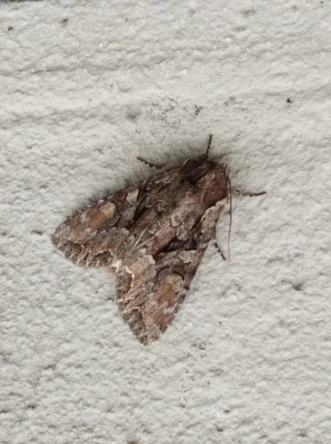 Lacanobia thalassina - borbolya-kertibagoly
