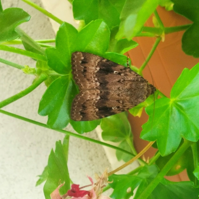 Amphipyra pyramidea - fahéjszínű bagoly