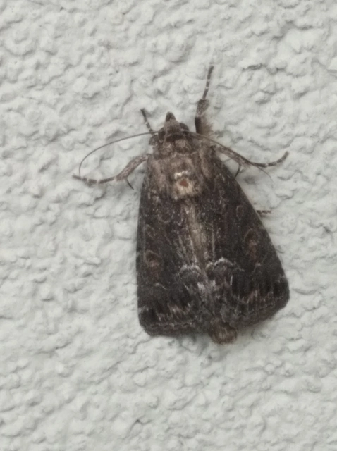 Thalpophila matura - fakó erdeibagoly