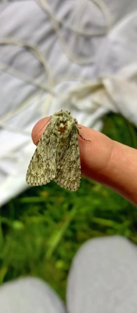 Acronicta aceris - vadgesztenye-szigonyosbagoly