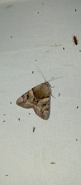 Catocala fulminea - galagonya-övesbagoly