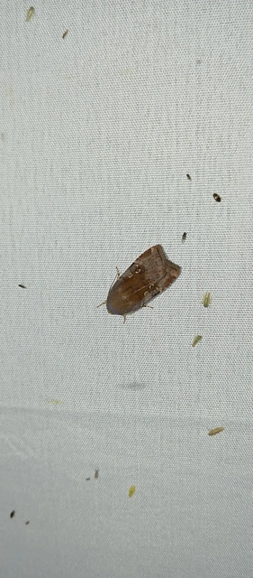 Noctua janthe/janthina