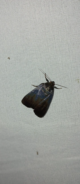 Amphipyra livida - zsírfényű bagoly
