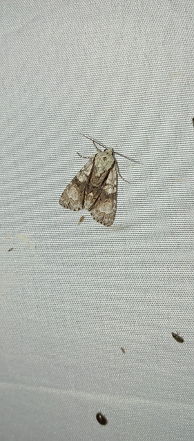 Acronicta alni - éger-szigonyosbagoly