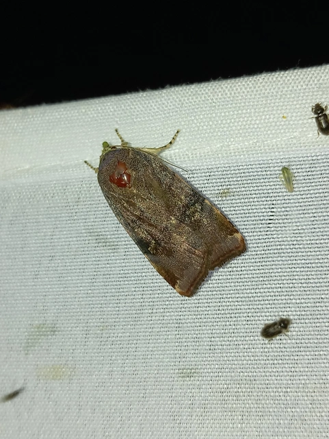 Noctua janthe/janthina