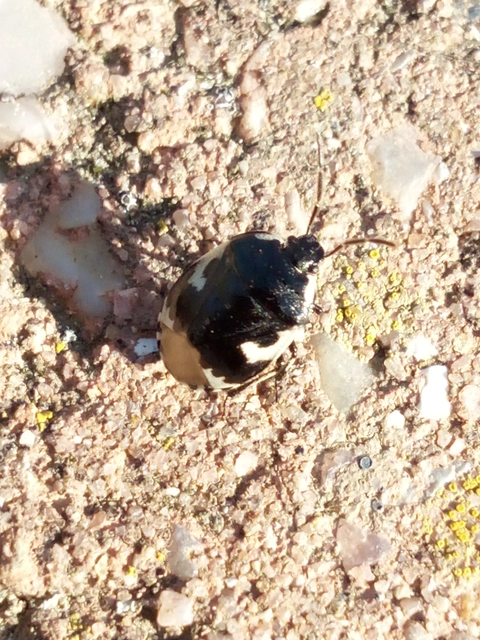 Tritomegas bicolor - foltos földipoloska