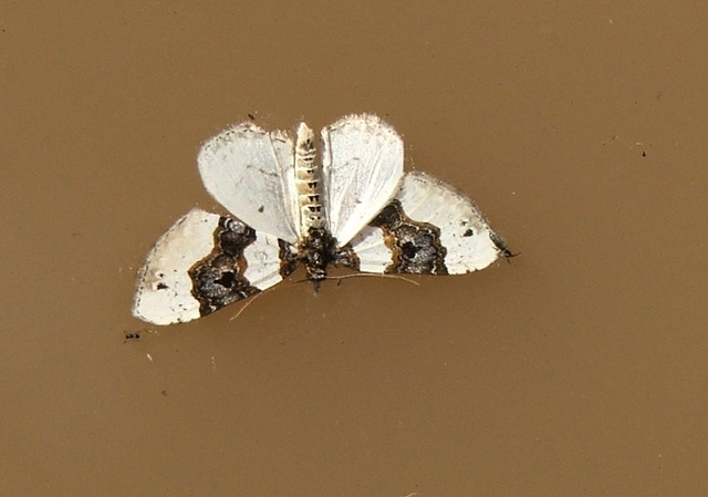 Cosmorhoe ocellata - szemes galajaraszoló