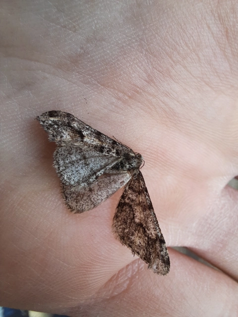 Agriopis leucophaearia - tölgy-tavasziaraszoló