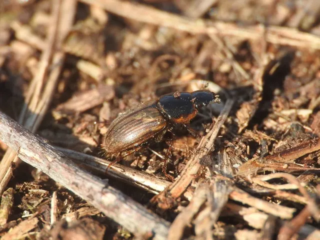 Aphodius prodromus - sárgalábú trágyabogár