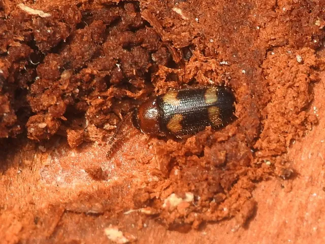 Mycetophagus fulvicollis - sárganyakú gombabogár