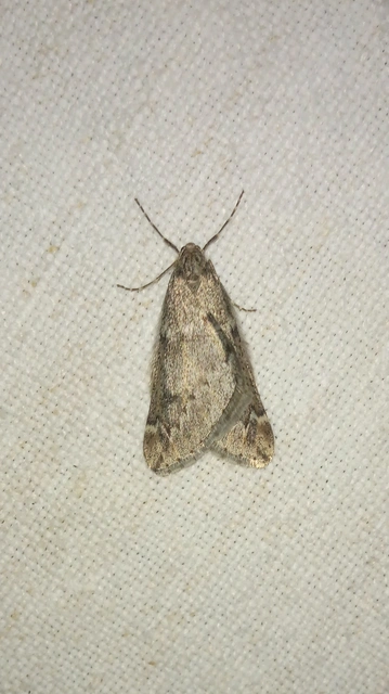 Alsophila aescularia - vadgesztenye-araszoló